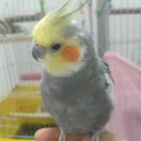 عروس هلندی جفت مولد اماده