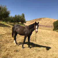 فروش یه عدد کره اسب یه سال نیم