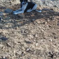 سگ گله ای|سگ|اسلامآباد غرب, |دیوار