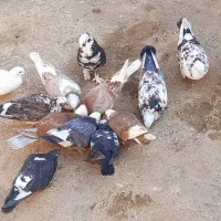 کبوتر پا پر تهرانی|پرنده|آزادشهر, |دیوار