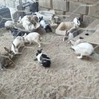 خرگوش مولد|موش و خرگوش|زاهدان, |دیوار