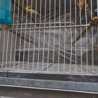 قناری|پرنده|مشهد, کارگران|دیوار