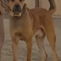 واگذاری چندقلاده سگ گوسفندی.نگهبان