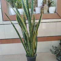 گل های آپارتمانی شاداب و مناسب