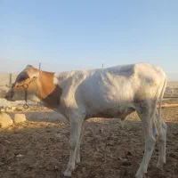 فروش گوساله
