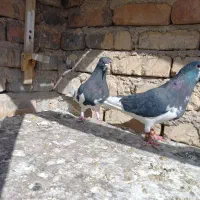 جفت یال و چپ|پرنده|مرودشت, ابوذر شمالی‎|دیوار