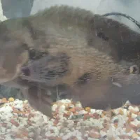 ماهی اسکار امپراتور اورسایز