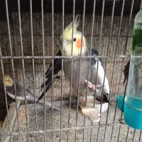 عروس هلندی|پرنده|تهران, مینای شمالی (مخبر)|دیوار