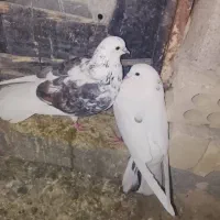 ایرانی اصیل|پرنده|کهنوج, |دیوار