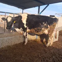 گاو|حیوانات مزرعه|چناران, |دیوار