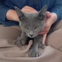 واگذاری گربه اسکاتیش بلو نر
