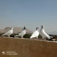 کبوتر کاشونی پرشی|پرنده|پیر بکران, |دیوار