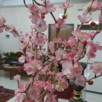 درخچه شکوفه