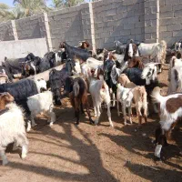 کهره چاق نروماده|حیوانات مزرعه|کنار تخته و کمار, |دیوار