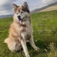 سگ هاسکی|سگ|گرمی, |دیوار