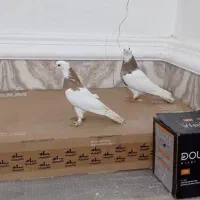 طوقی نروماده ضمانت تخم وجوجه