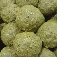 جاشیر کوهی اصل