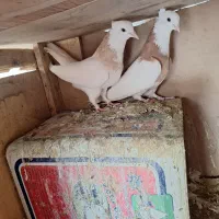 کفتر
