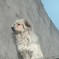 پاپی پا کوتاه زرنگ و باهوش