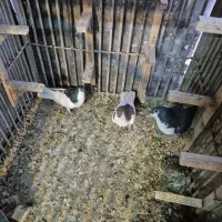 کبوتر سینه دمبی شهری|پرنده|شیراز, چوگیاه|دیوار