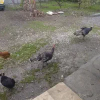 مرغ خروس اردک محلی و اسرائیلی