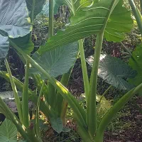 گل بابا ادم حراج بخاطر ساخت ساز|گل و گیاه طبیعی|سنگر, |دیوار