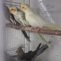 جوجه عروس حراج تعداد محدود