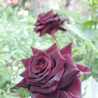 فروش رز برای گلفروشی