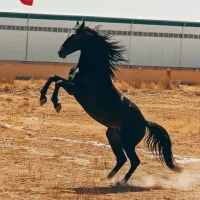 مادیان کرد.   دمگیر