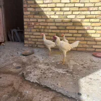 ۱خروس لاری ۲تا مرغ لاری|پرنده|خواف, |دیوار