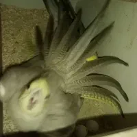 جفت عروس هلندی به شرط|پرنده|مشهد, عبادی|دیوار