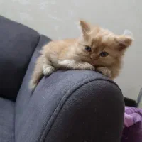 گربه پرشین|گربه|تهران, ابوذر|دیوار