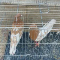 یه جفت کله زرد|پرنده|شیراز, شهرک زینبیه|دیوار