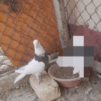 سینه