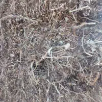 فروش علف بادام زمینی و سویا