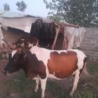 یک راس گاو سه ماه حامله به فروش میرسد