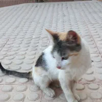 واگذاری گربه حمایتی