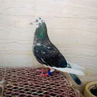 شادگان