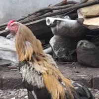 خروس لاری صابونی