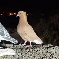 زرد دم سفید