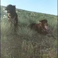 واگذاری یجفت سگ گله آیی