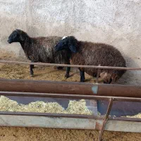 گوسفند|حیوانات مزرعه|تاکستان, |دیوار