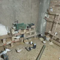 کفتر چادری رنگی|پرنده|ری, ظهیرآباد|دیوار