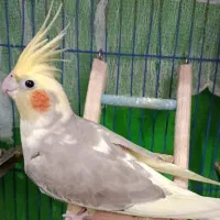 طوطی عروس