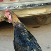 خروس‌ و مرغ ‌اوشامو‌