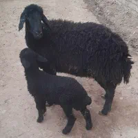 میش و بره افشار