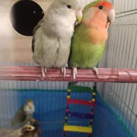 فروش طوطی برزیلی