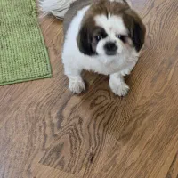 واگذاری پیکنیز