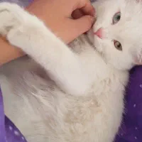 گربه پرشین|گربه|رفسنجان, |دیوار