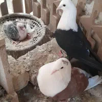 کفتر کلاغ کربلایی با جوجه